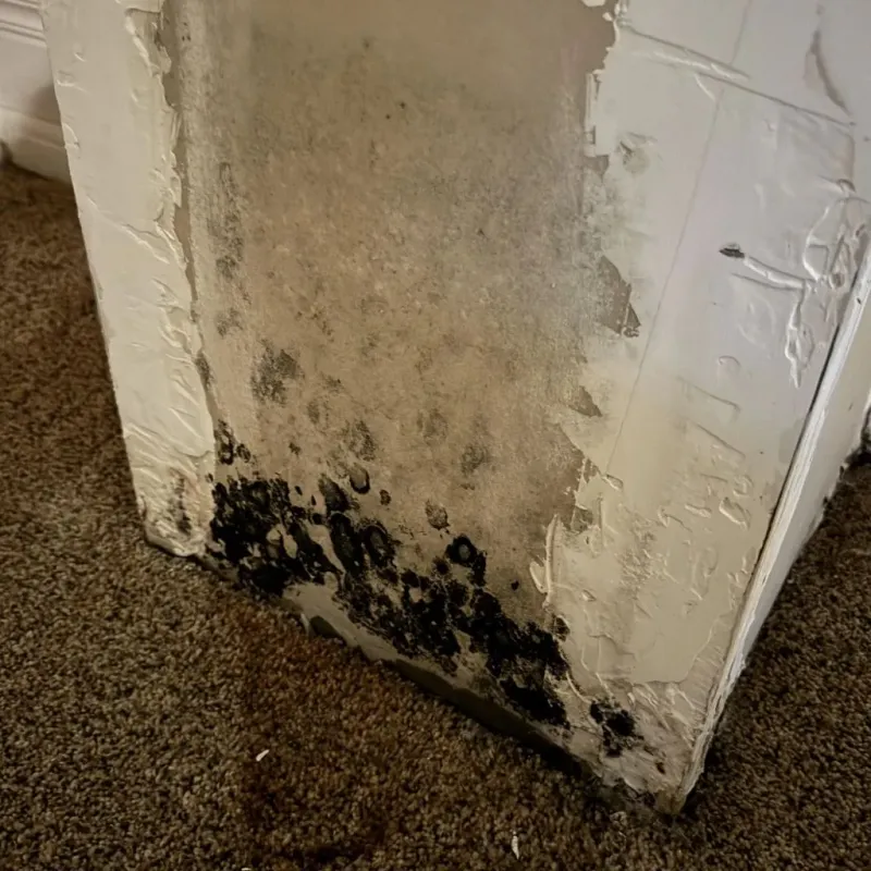 Professional Mold Removal in Center, CO
